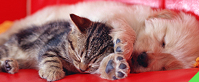 ねこと犬