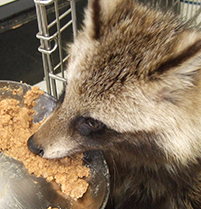 タヌキの食事