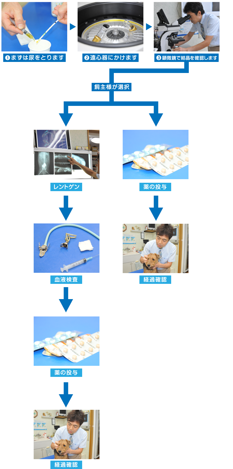 1.まずは尿をとります。2.遠心器にかけます。3.顕微鏡で結晶を確認します。4.飼主様が選択。5.レントゲン、薬の投与、血液検査、経過確認を行います。