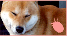犬とマダニ